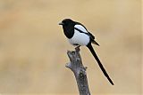 Black-billed Magpieborder=